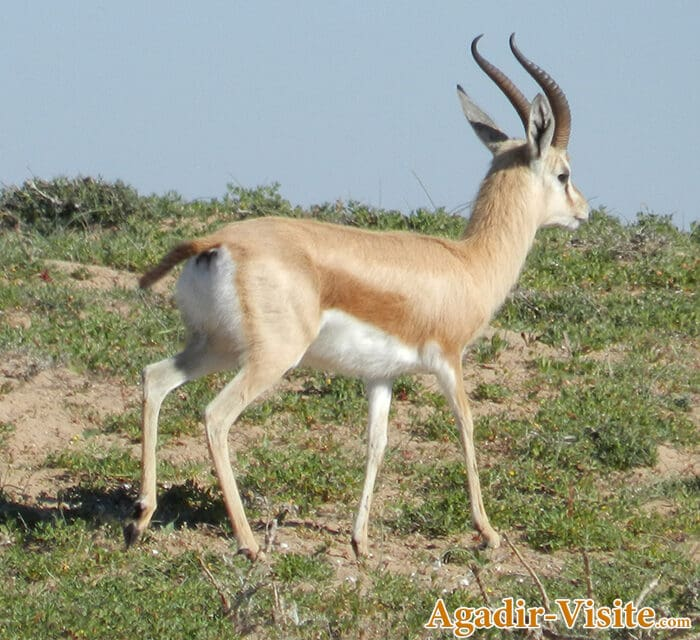 Oryx at wildlife park 4x4 excursion from Agadir
